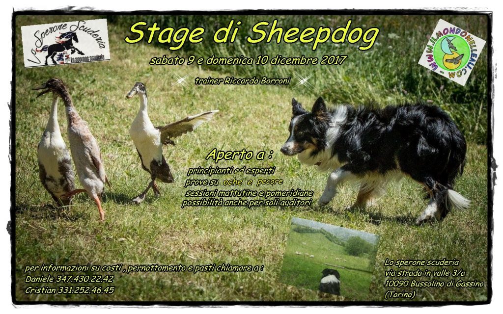 programma sheepdog